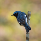 Steely Blue stare down