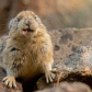 Tongue Out