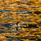 Merganser at Sunset