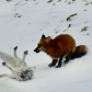 Death on the Tundra