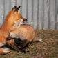 Red Fox kit cuddles with its Mom