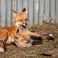 Red Fox kit cuddles with its Mom