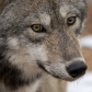 Wolve