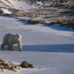 Polar Bear with triplets