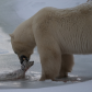 Polar Bear with triplets