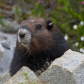 Curious Ernest the wild Vancouver island Marmot