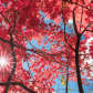 Maple under the sun