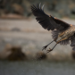 The Great Blue Heron Take Off