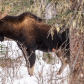 Big Bull