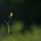 Crooning Yellowthroat