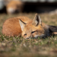 Red Fox kit resting