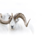 Dall Sheep