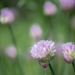BAckyard Plants