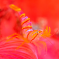 Candy Stripe Shrimp in Crimson Wonderland