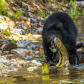 black bear hunting salmon