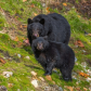 black bear
