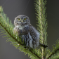Little hooter