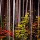 Autumn Forest