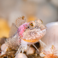 A Pastel Sculpin in a Pastel World