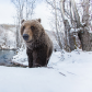 Ice Bear