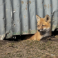 Fox kit