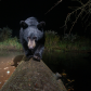 Curious Cub
