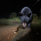 Curious Cub