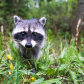 Curious Raccoon