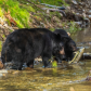 black bear hunting salmon