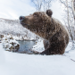 Ice Bear
