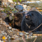 black bear