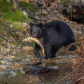 black bear hunting salmon