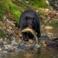 black bear hunting salmon