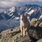 Majestic Mountain Goat