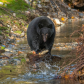 black bear hunting salmon