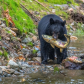 black bear hunting salmon