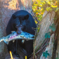 black bear hunting salmon