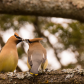 Lovebirds