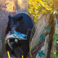 black bear hunting salmon