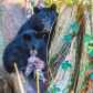 black bear hunting salmon