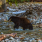 black bear hunting salmon