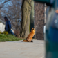 Urban Fox