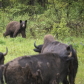 Bear meets Bison