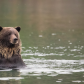 Grizzly