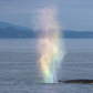 Humpbacks Are at the End of the Rainbow
