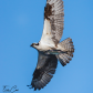 Show-off