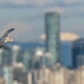 Bald eagle eat salmon