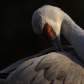 Sandhill in the Spotlight