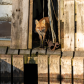 Urban Fox on the docks