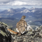 Mountain Chicken